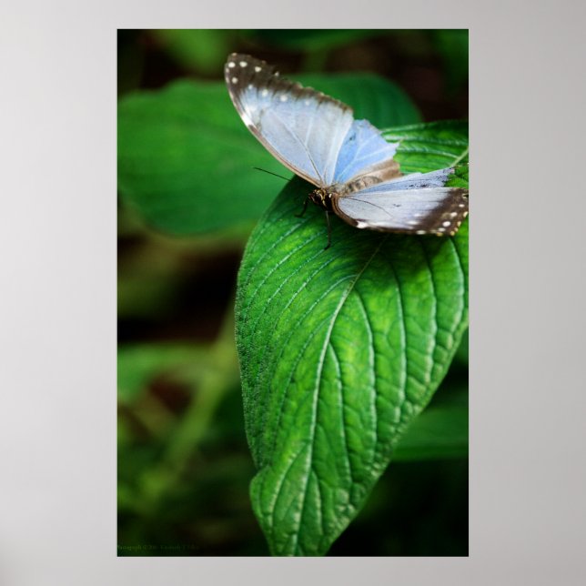 Blue Morpho 112 Print Poster (Vorne)