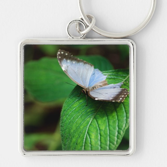 Blue Morpho 112 Schlüsselanhänger (Vorne)
