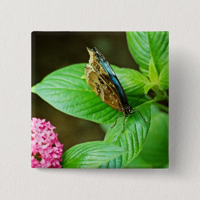 Blue Morpho 143 Button (Vorderseite)