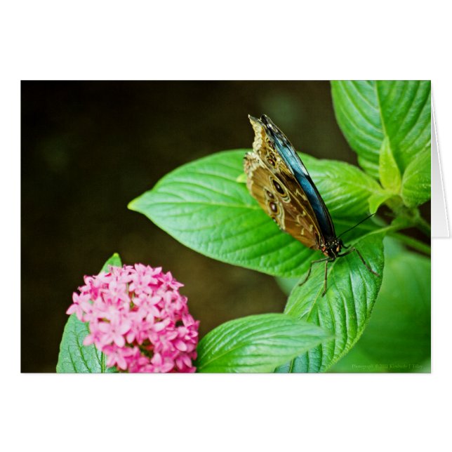 Blue Morpho 143 Card (Vorderseite (Horizontal))