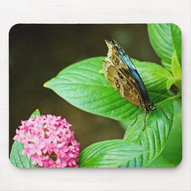 Blue Morpho 143 Mousepad (Vorne)