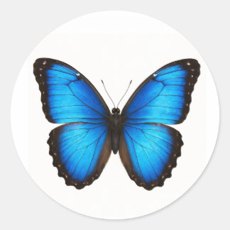 Blue Morpho Brilliant Runder Aufkleber