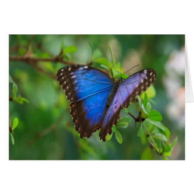 Blue Morpho Butterfly (Vorderseite (Horizontal))