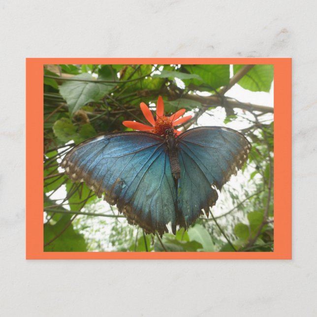 Blue Morpho Butterfly auf Blume DIY Postkarte (Vorderseite)