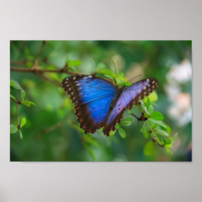 Blue Morpho Butterfly Canvas Print Poster (Vorne)