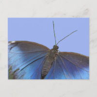 Blue Morpho Butterfly DIY Postkarte