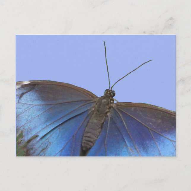 Blue Morpho Butterfly DIY Postkarte (Vorderseite)