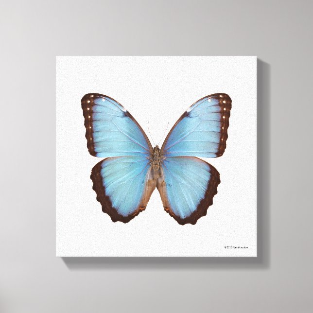 Blue Morpho Butterfly Leinwanddruck (Vorderseite)