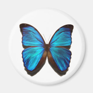 Blue Morpho Butterfly Magnet