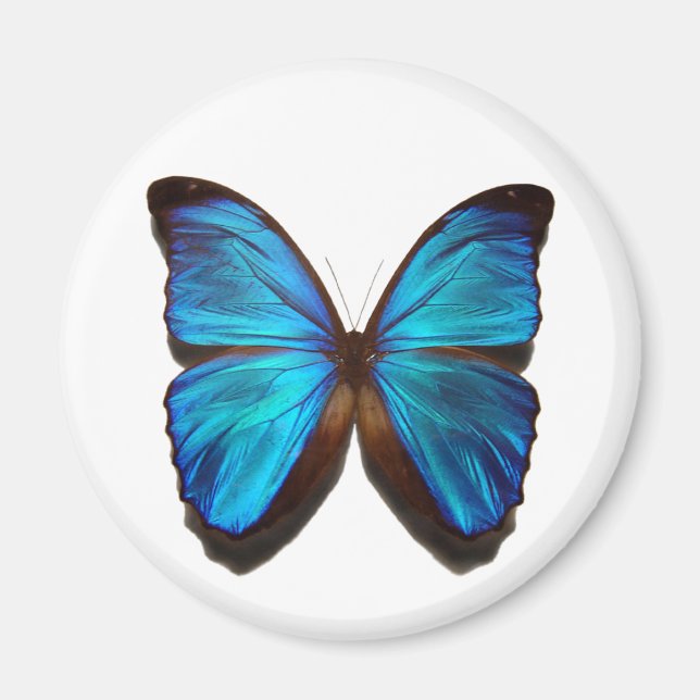 Blue Morpho Butterfly Magnet (Vorne)