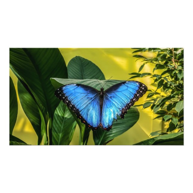 Blue Morpho Butterfly Natur Fotodruck (Vorne)