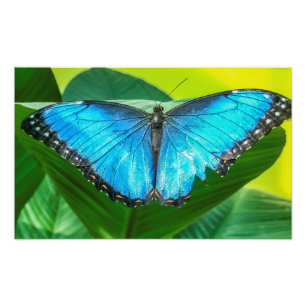 Blue Morpho Butterfly Natur Fotodruck