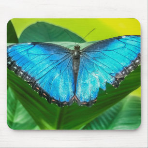 Blue Morpho Butterfly Natur Mousepad