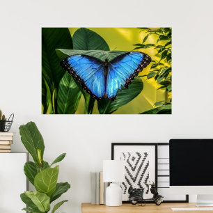 Blue Morpho Butterfly Natur Poster