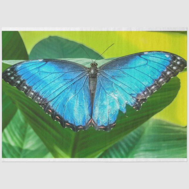 Blue Morpho Butterfly Natur Seidenpapier (Vorderseite)