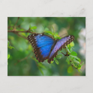Blue Morpho Butterfly Postcard Postkarte