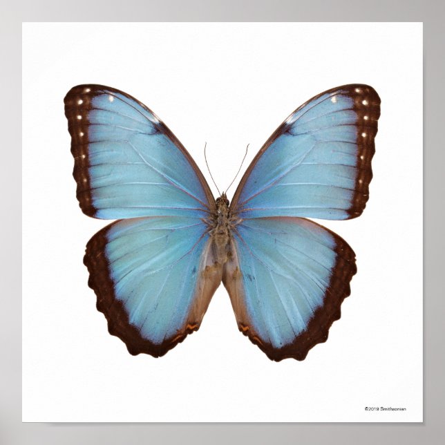 Blue Morpho Butterfly Poster (Vorne)