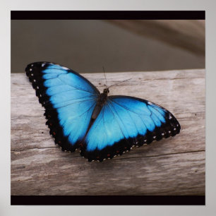 Blue Morpho Butterfly Poster