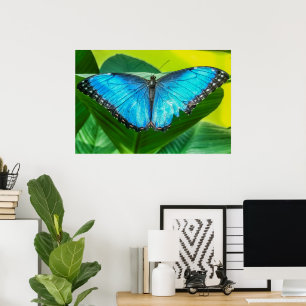Blue Morpho Butterfly Poster