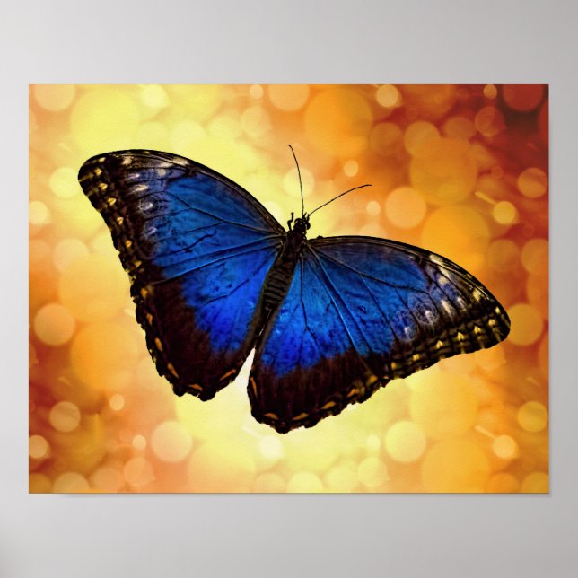 Blue Morpho Butterfly Poster (Vorne)