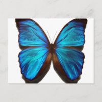 Blue Morpho Butterfly