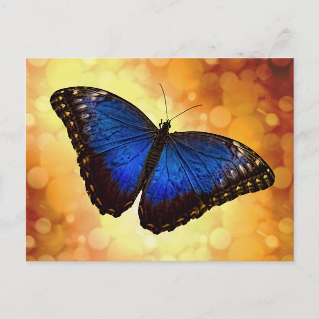 Blue Morpho Butterfly Postkarte (Vorderseite)