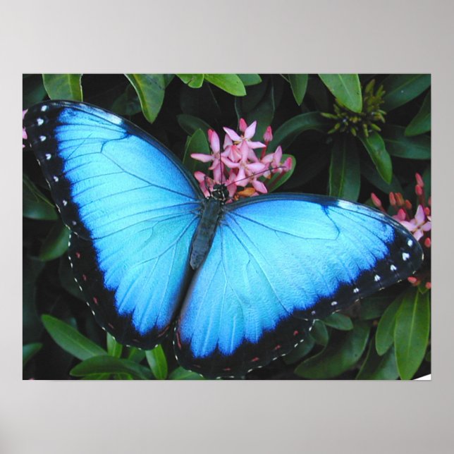 Blue Morpho Butterfly Print Poster (Vorne)