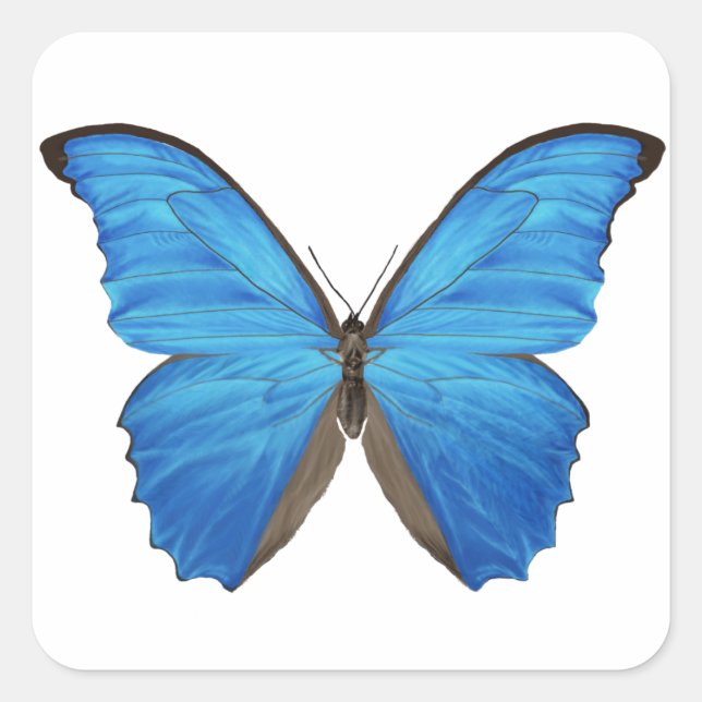 Blue Morpho Butterfly Quadratischer Aufkleber (Vorderseite)