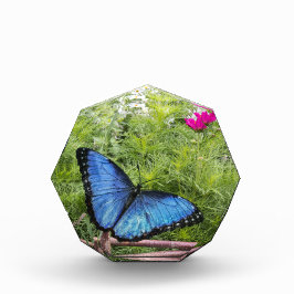 Blue Morpho Butterfly Rustikales Design Fotoblock