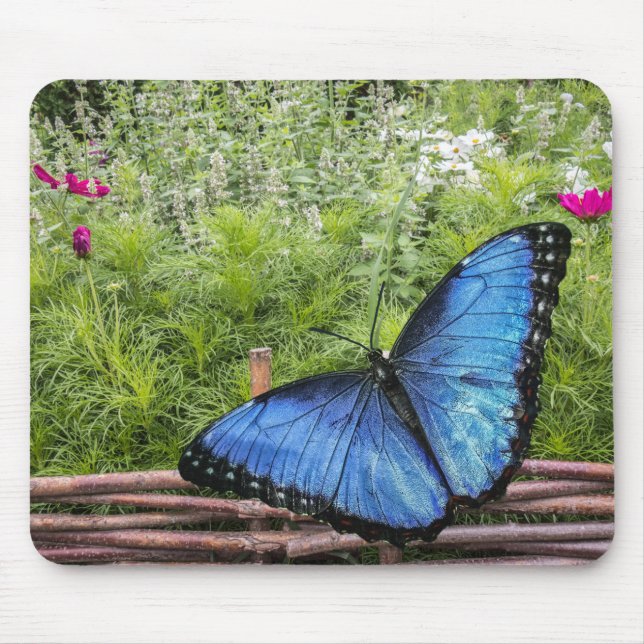 Blue Morpho Butterfly Rustikales Design Mousepad (Vorne)