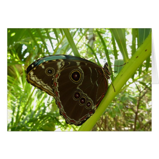 Blue Morpho Butterfly Tropical Nature Fotografy (Vorderseite (Horizontal))
