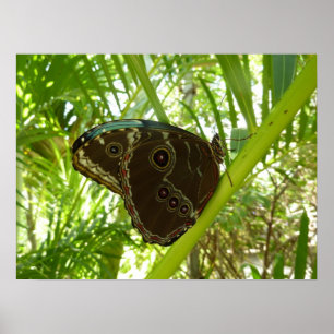 Blue Morpho Butterfly Tropical Nature Fotografy Poster