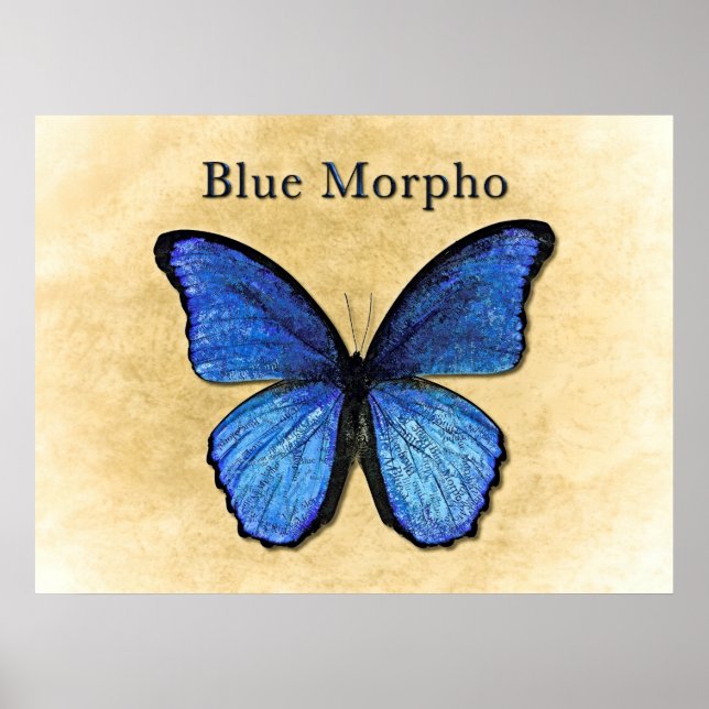 Blue Morpho Illustration Poster (Vorne)