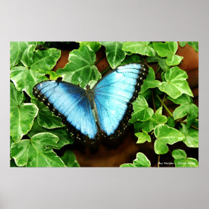Blue Morpho Print Poster