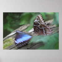 Blue Morphos Poster -36x24 - andere Größen verfügb