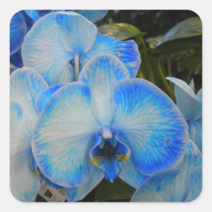 Blue Mystique Orchid II Stickers
