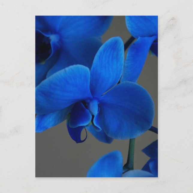 Blue Mystique Postkarte (Vorderseite)