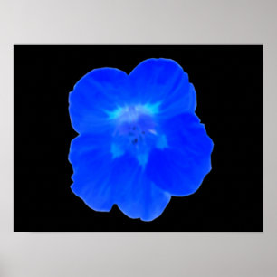 Blue Nasturtium Print Poster