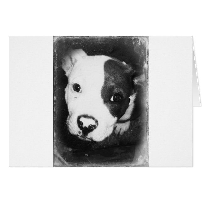 Blue Nose Pitbull Puppy (Vorderseite (Horizontal))