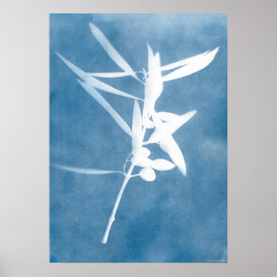 Blue Olive Grove Vintag Kitchen Cyanotype Foto Poster
