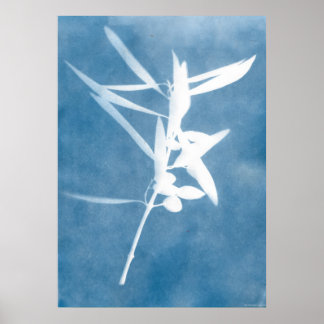 Blue Olive Grove Vintag Kitchen Cyanotype Foto Poster