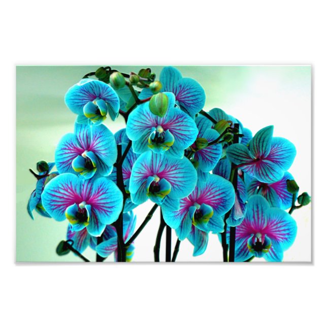 Blue Orchid Blume Bouquet Fotodruck (Vorne)