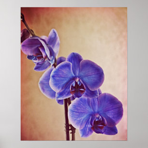 Blue Orchid Fotografien Print Poster