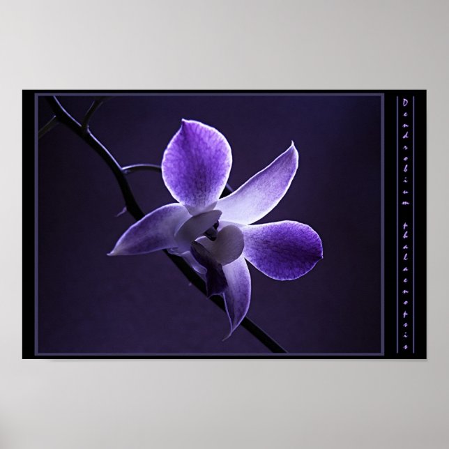 Blue Orchid Poster (Vorne)