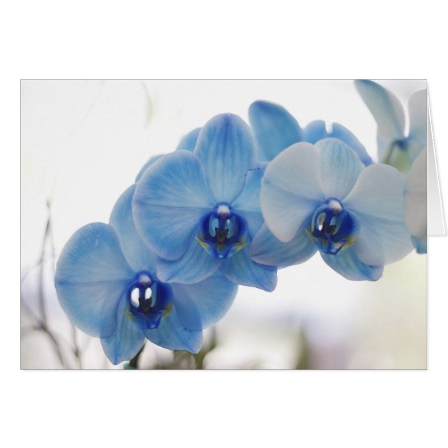 Blue Orchids (Vorderseite (Horizontal))