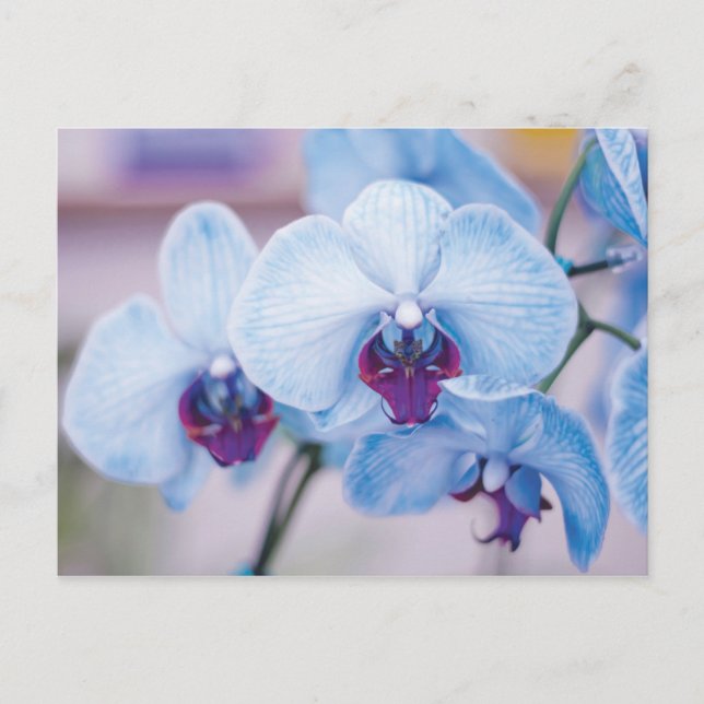 Blue Orchids Postkarte (Vorderseite)