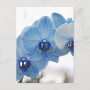 Blue Orchids Postkarte
