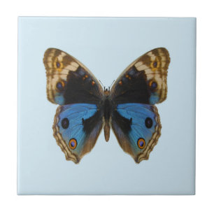 Blue Pansy Butterfly Fliese