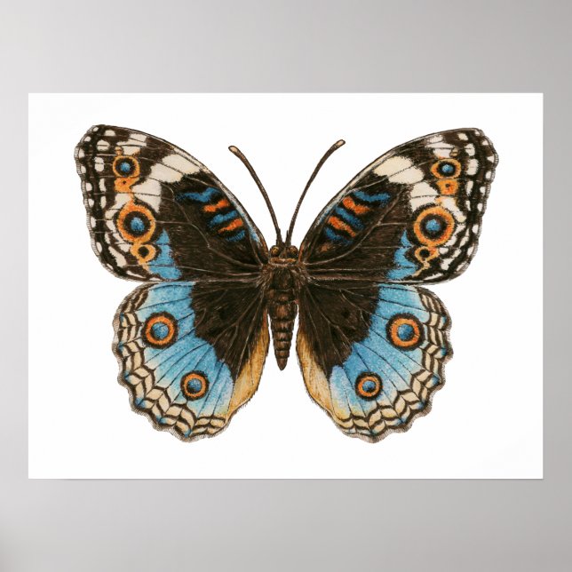 Blue Pansy Butterfly Poster (Vorne)