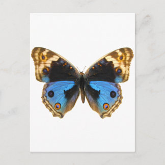 Blue Pansy Butterfly Postkarte